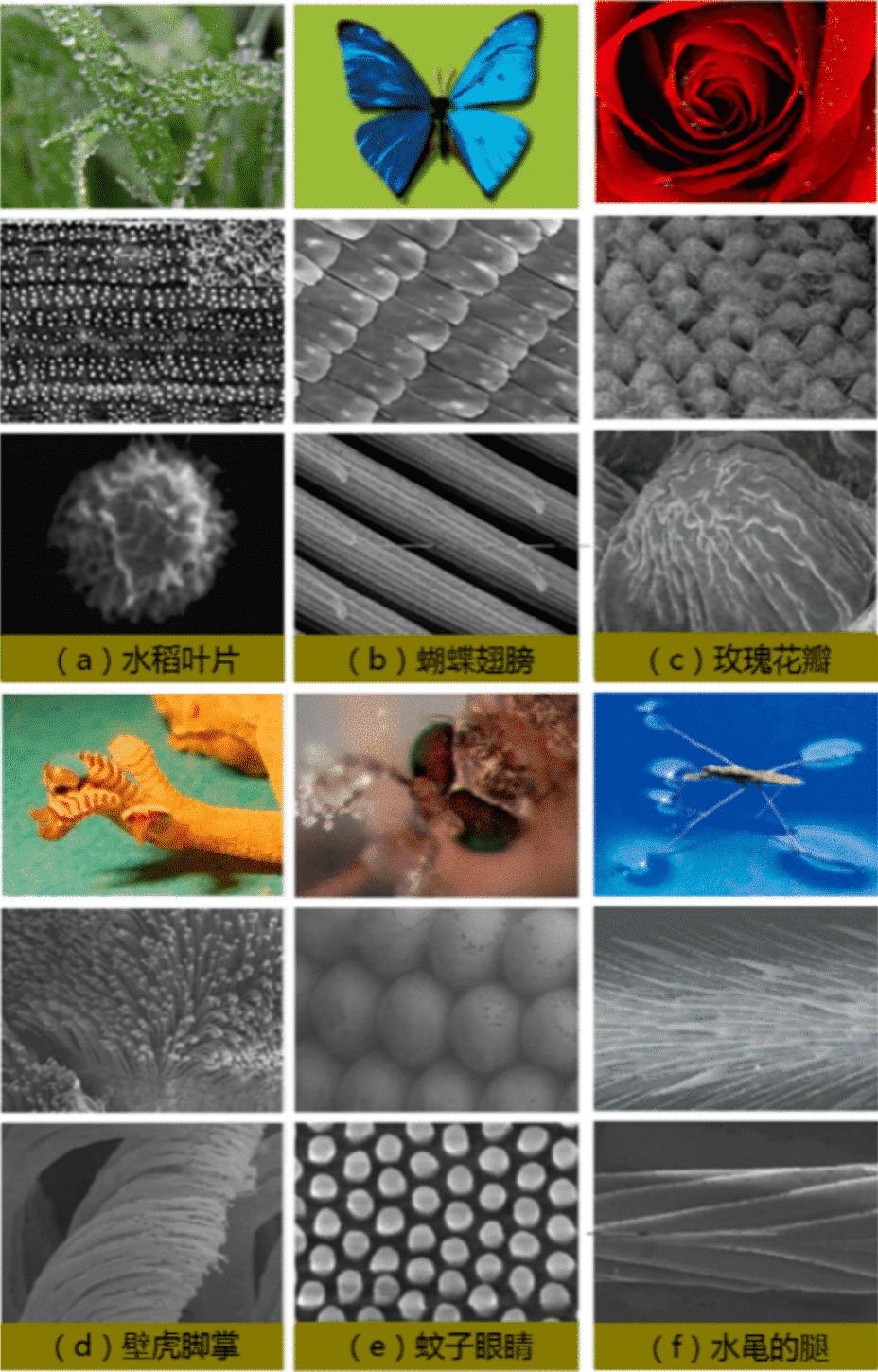 From nature to bionics: the past and present of superhydrophobic materials 2