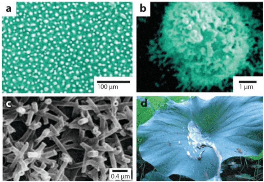 From nature to bionics: the past and present of superhydrophobic materials 1