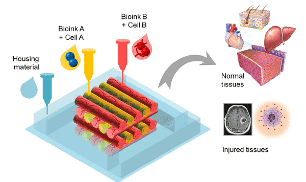 Take you into the world of bio 3D printing 4